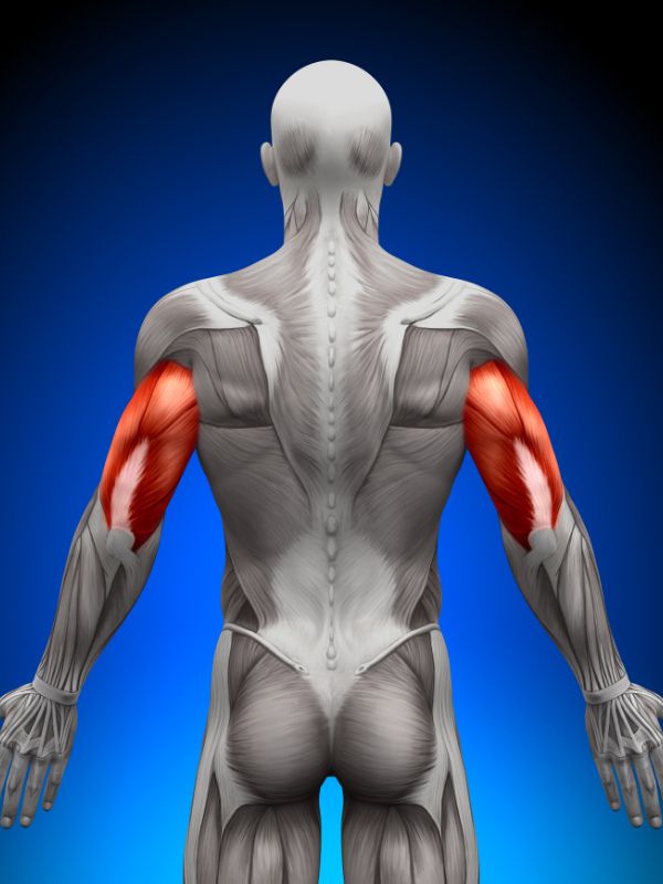 szkielet, mięśnie, dysproporcja mięśniowa