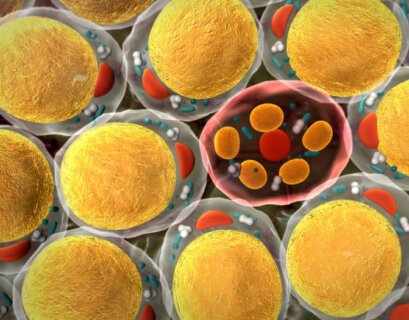 komórki tłuszczowe, whoosh effect