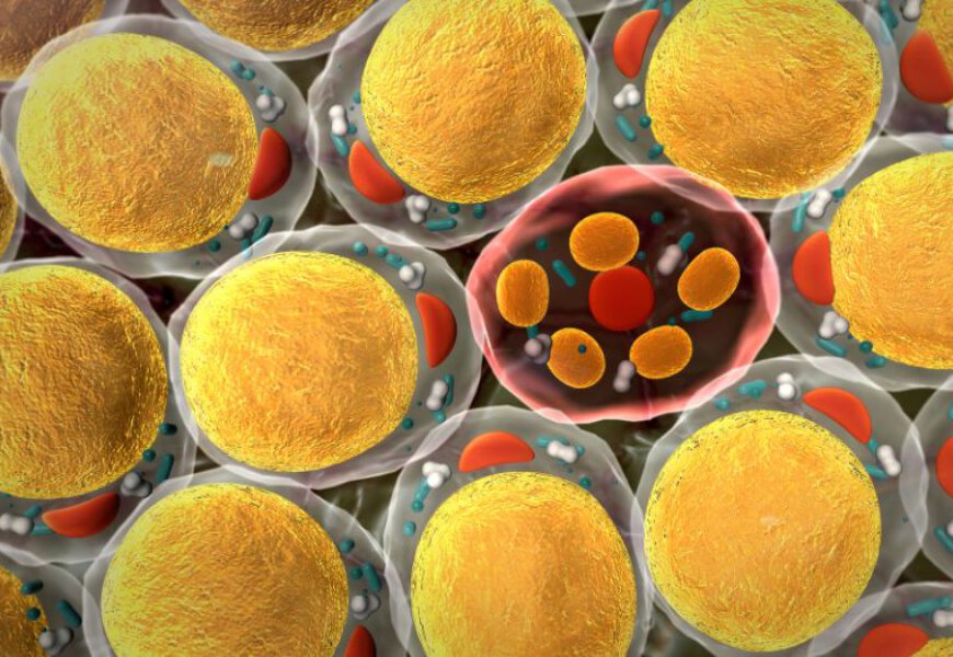 komórki tłuszczowe, whoosh effect