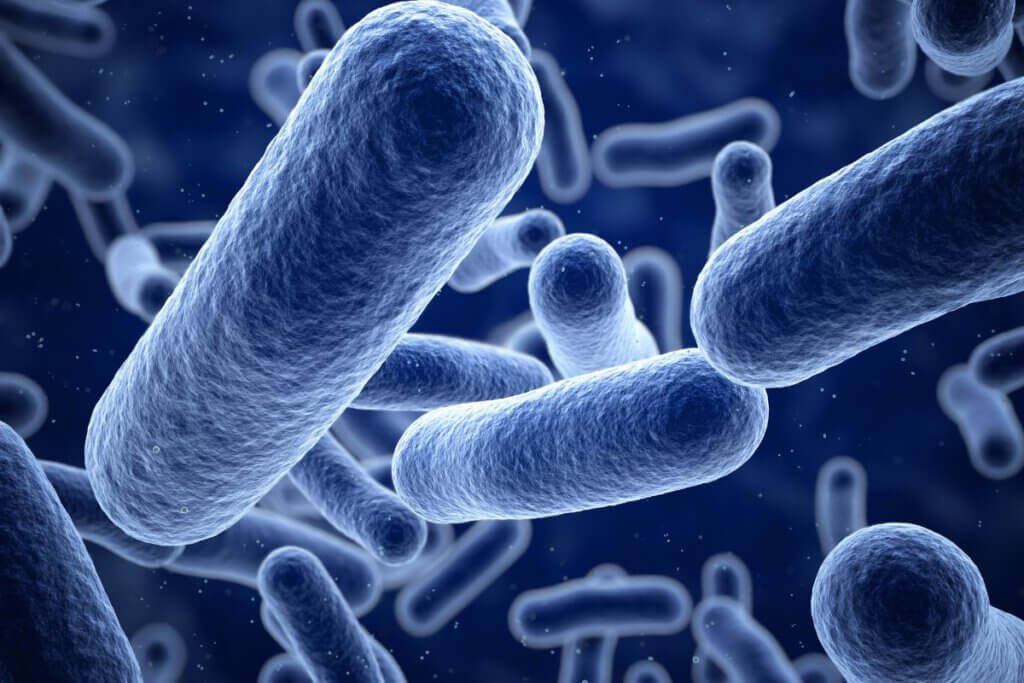 bakterie jelitowe budujące odporność